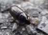 Amara tibialis